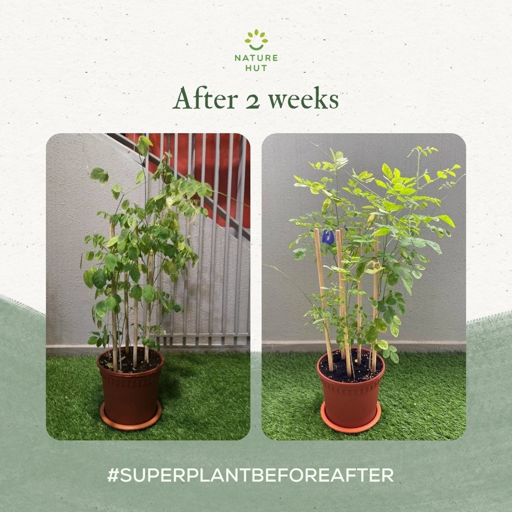 SuperPlant 5 in 1 Organic Plant Booster