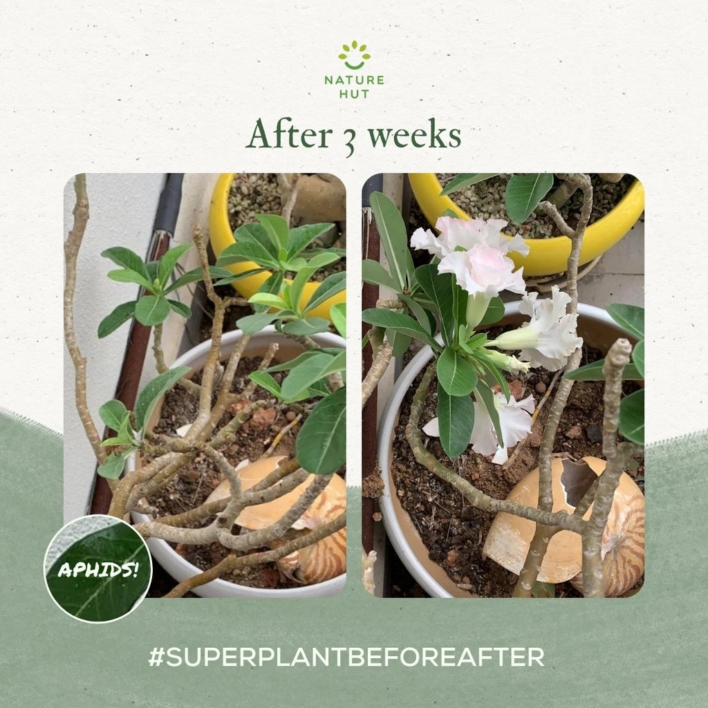 SuperPlant 5 in 1 Organic Plant Booster